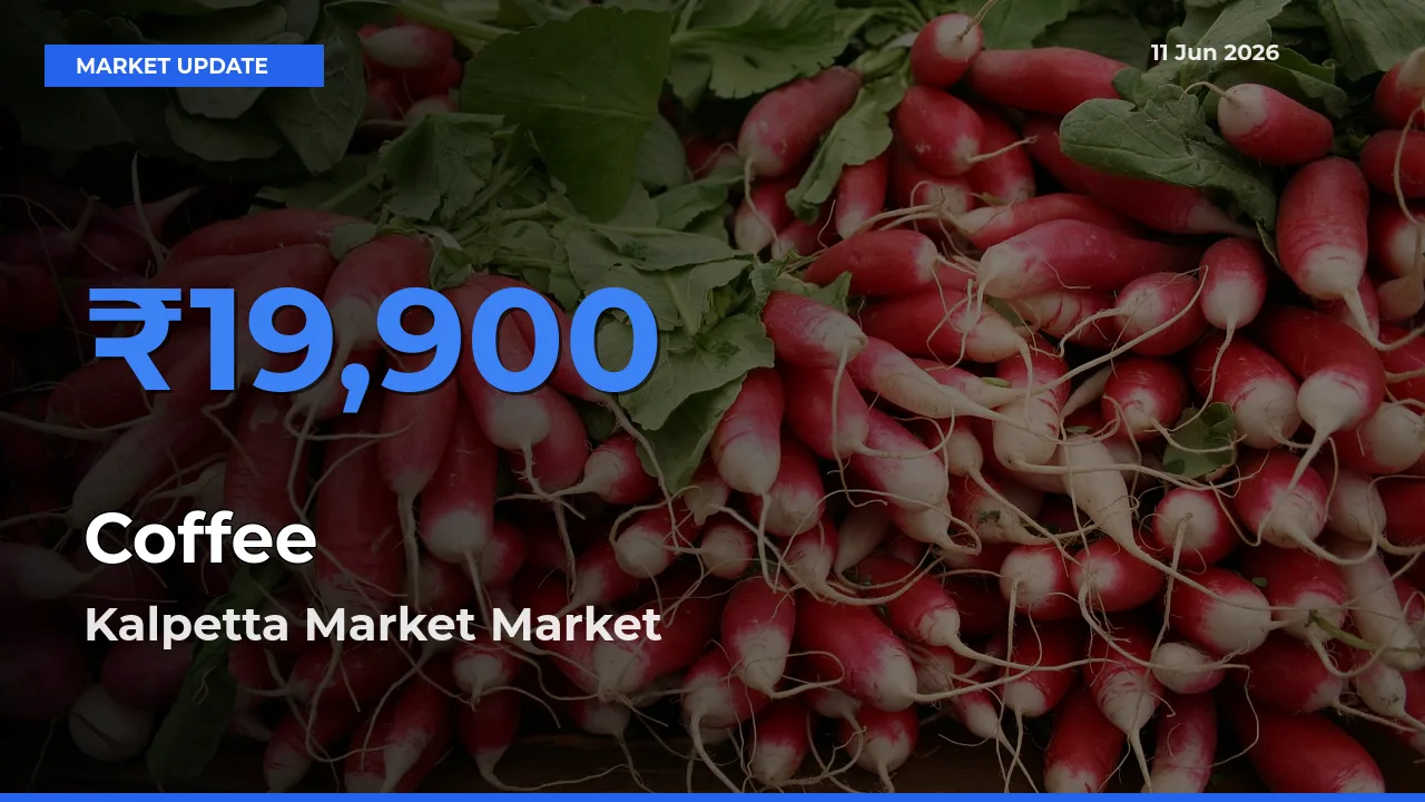 Kalpetta Market Leads as Top Mandi for Coffee Prices