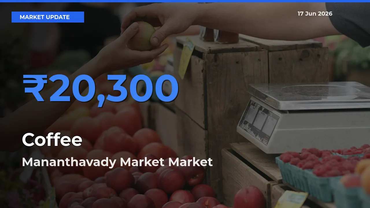 Market Watch: Mananthavady Market Becomes Top Mandi for Coffee