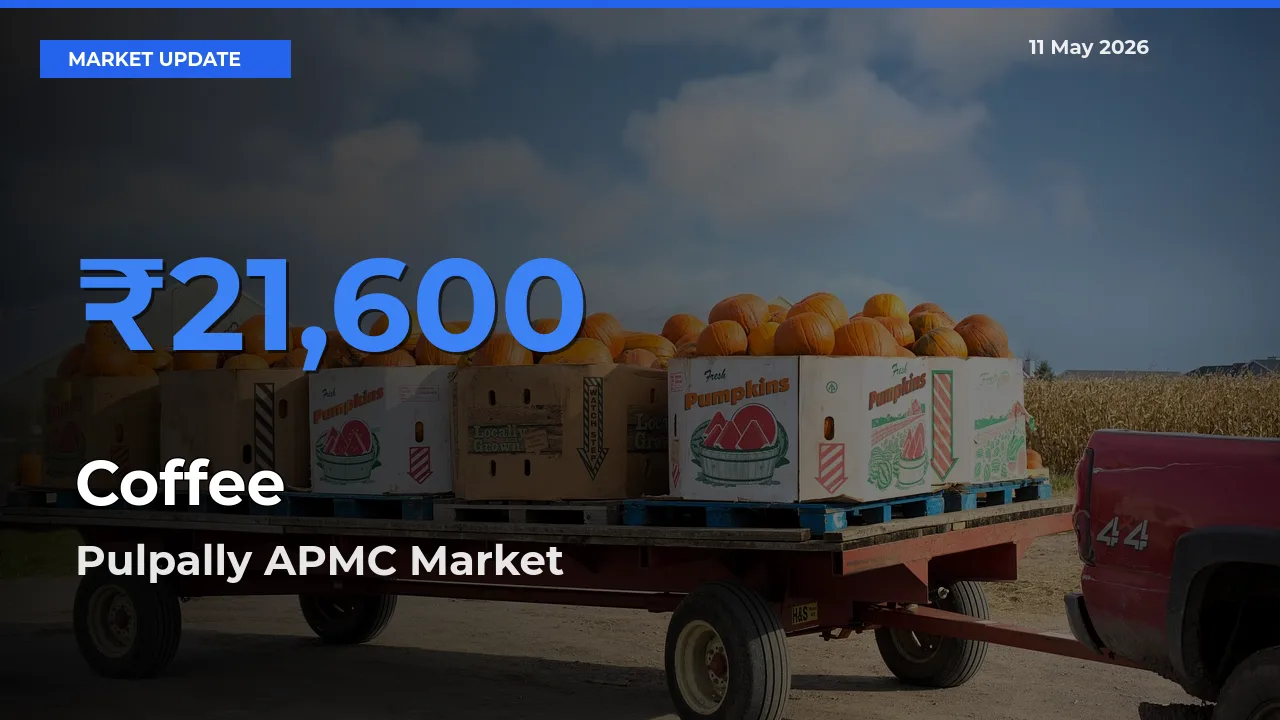 Market Watch: Pulpally APMC Becomes Top Mandi for Coffee