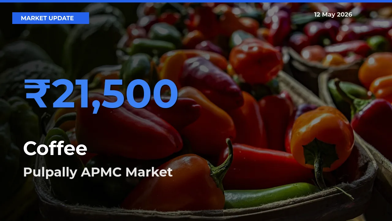 Pulpally APMC Records Highest ₹21,500 Rate for Coffee