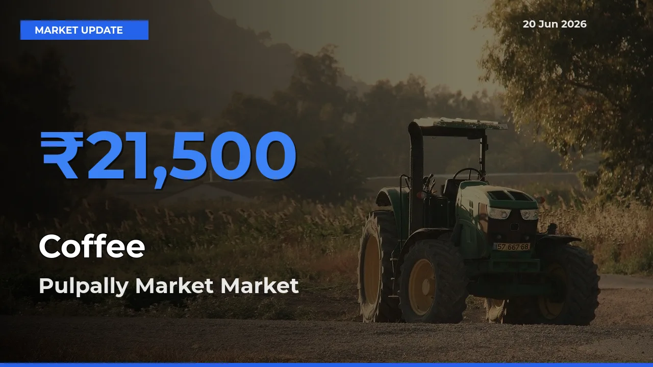 Pulpally Market Tops Coffee Mandi Rates Today