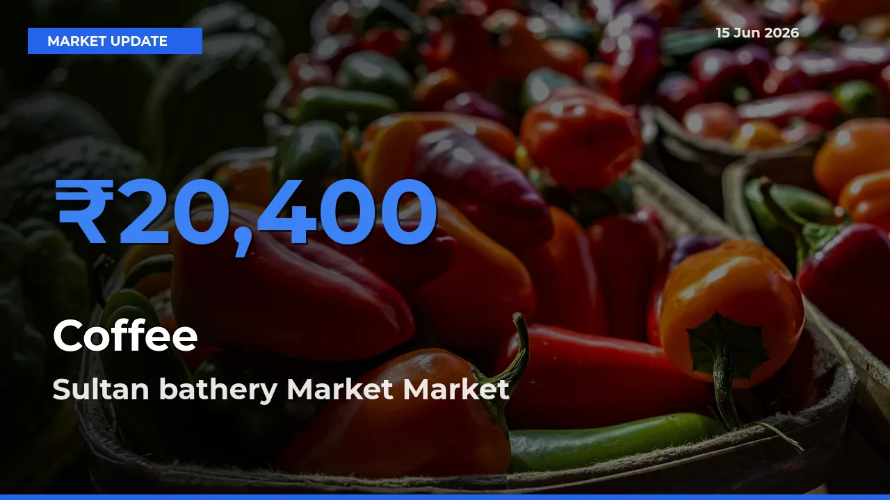 Sultan bathery Market Offers ₹20,400 – Highest Coffee Rate Today