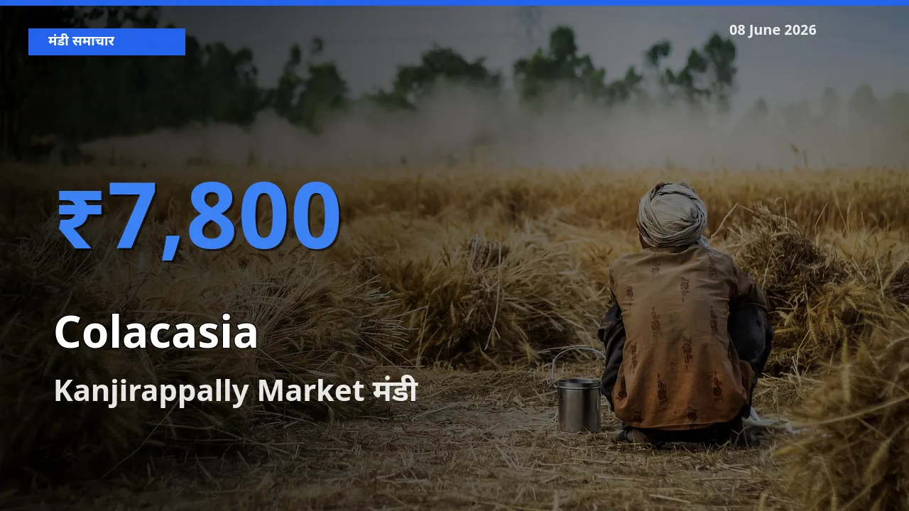 बाज़ार संकेत: Kanjirappally Market बना अरबी के लिए आज की टॉप मंडी