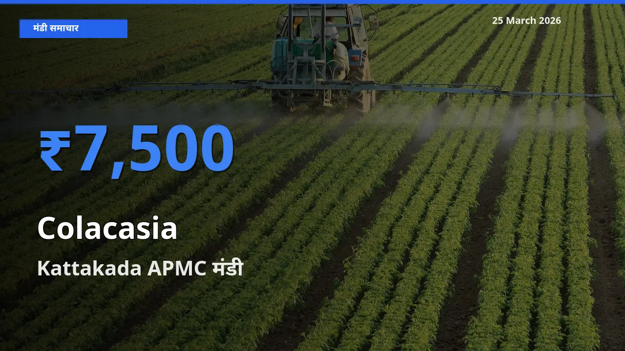 Kattakada APMC मंडी में अरबी ₹7,500 पर पहुँचा – आज का सर्वोच्च भाव