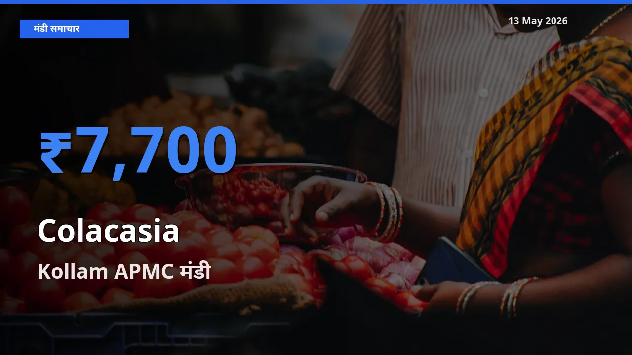 टॉप मंडी बना Kollam APMC! अरबी के सबसे ऊँचे दाम यहीं दर्ज