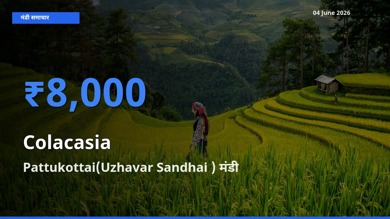 आज अरबी के सबसे ऊँचे दाम ₹8,000 Pattukottai(Uzhavar Sandhai ) मंडी में