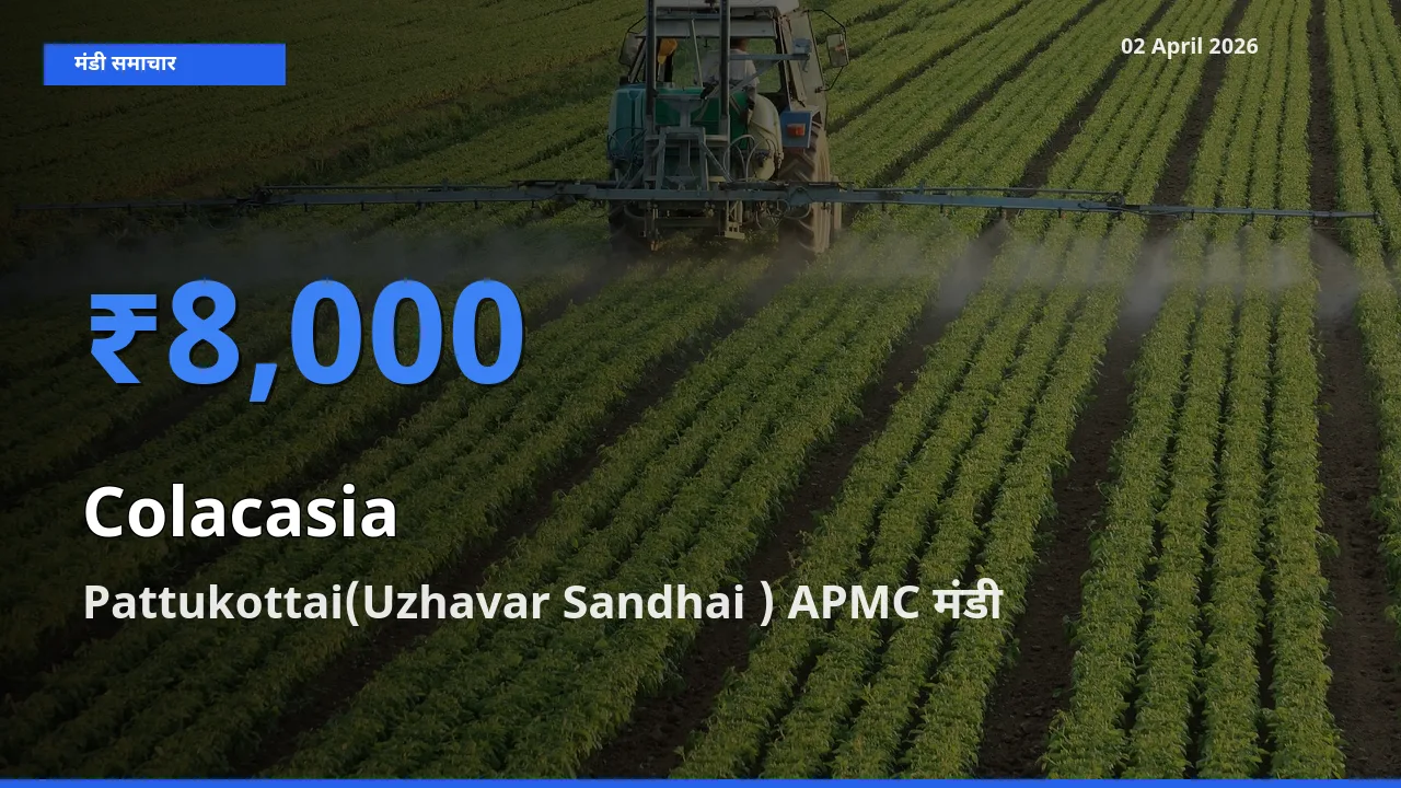 Pattukottai(Uzhavar Sandhai ) APMC मंडी में आज अरबी के सबसे ऊँचे दाम दर्ज