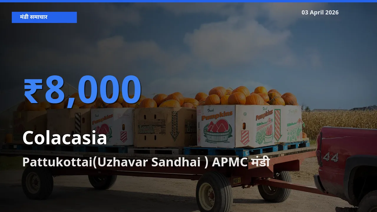 आज अरबी के सबसे ज़्यादा दाम Pattukottai(Uzhavar Sandhai ) APMC मंडी में दर्ज