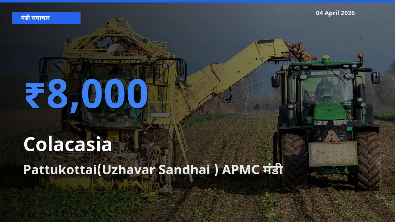 आज का मंडी भाव: अरबी के सबसे ज़्यादा दाम Pattukottai(Uzhavar Sandhai ) APMC में