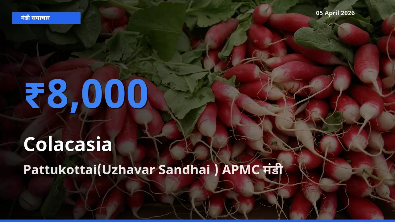 आज अरबी के सबसे ज़्यादा दाम Pattukottai(Uzhavar Sandhai ) APMC मंडी में दर्ज