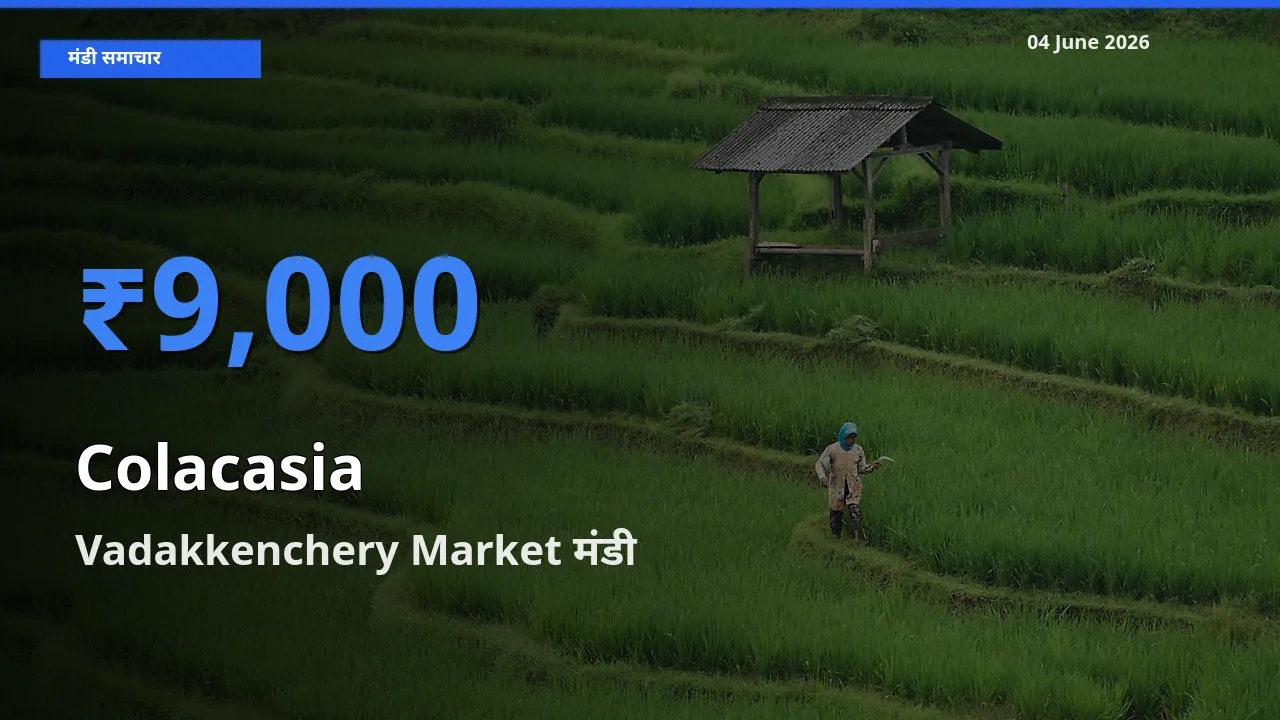 आज अरबी के सबसे ज़्यादा दाम Vadakkenchery Market मंडी में दर्ज