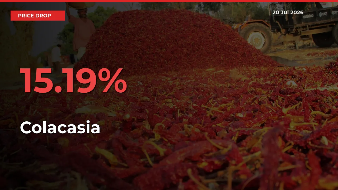 15.19% Drop in Colacasia Prices – Mandi Sees Sudden Fall