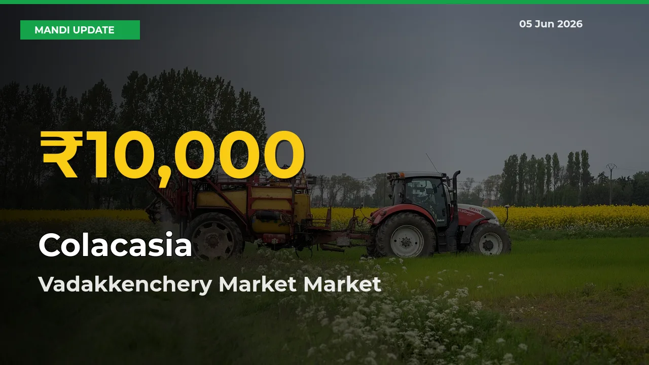 Big Jump in Colacasia Prices! Vadakkenchery Market Records New Peak Today