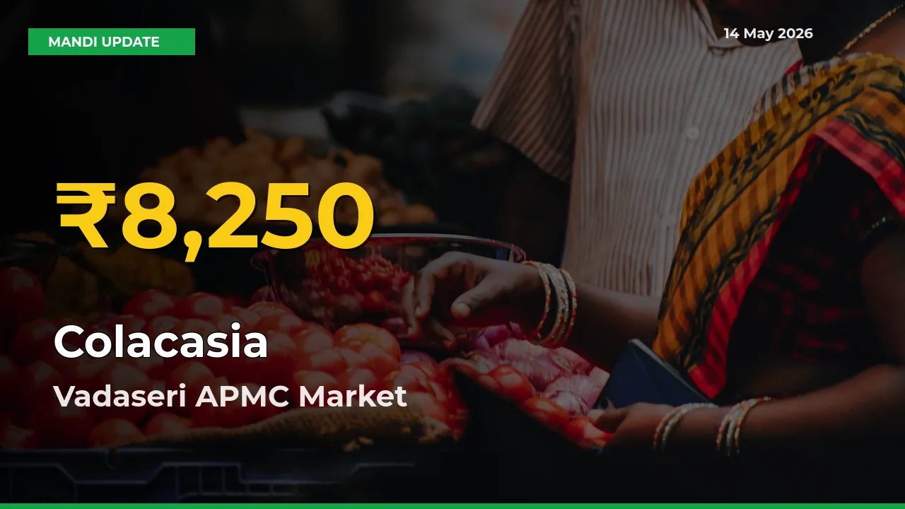 Colacasia Mandi Rate Surges Today in Vadaseri APMC – Highest Level in 30 Days
