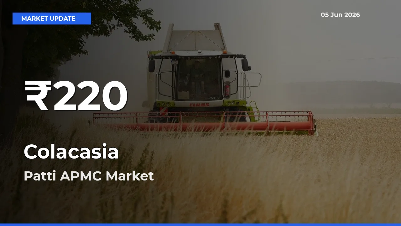 Colacasia Hits 30-Day Low in Patti APMC