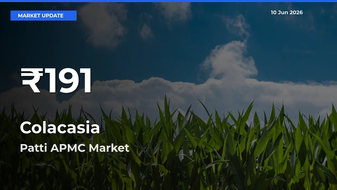 Sharp Fall! Colacasia Prices Drop to 30-Day Low in Patti APMC