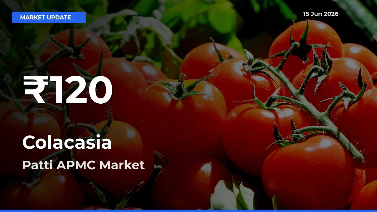 Colacasia Prices Touch 30-Day Low in Patti APMC – June 15 Update