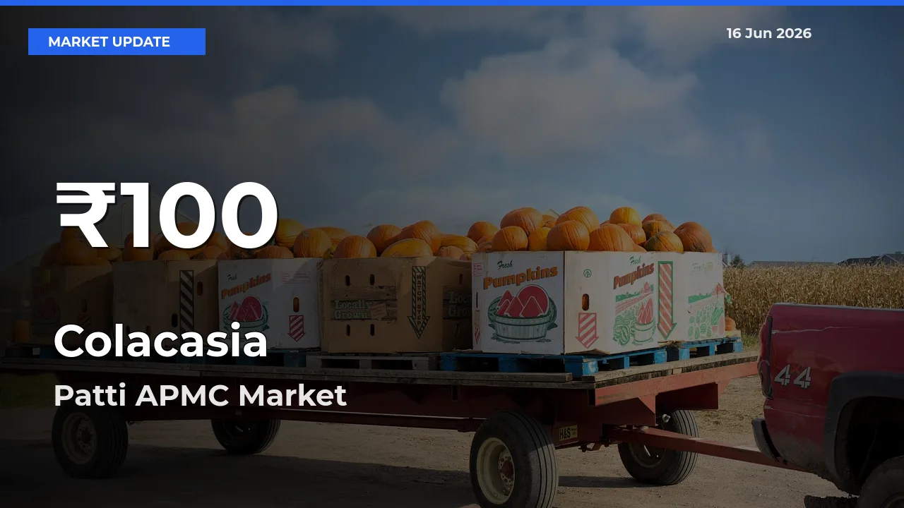 Big Drop! Colacasia Slides to 30-Day Low at Patti APMC