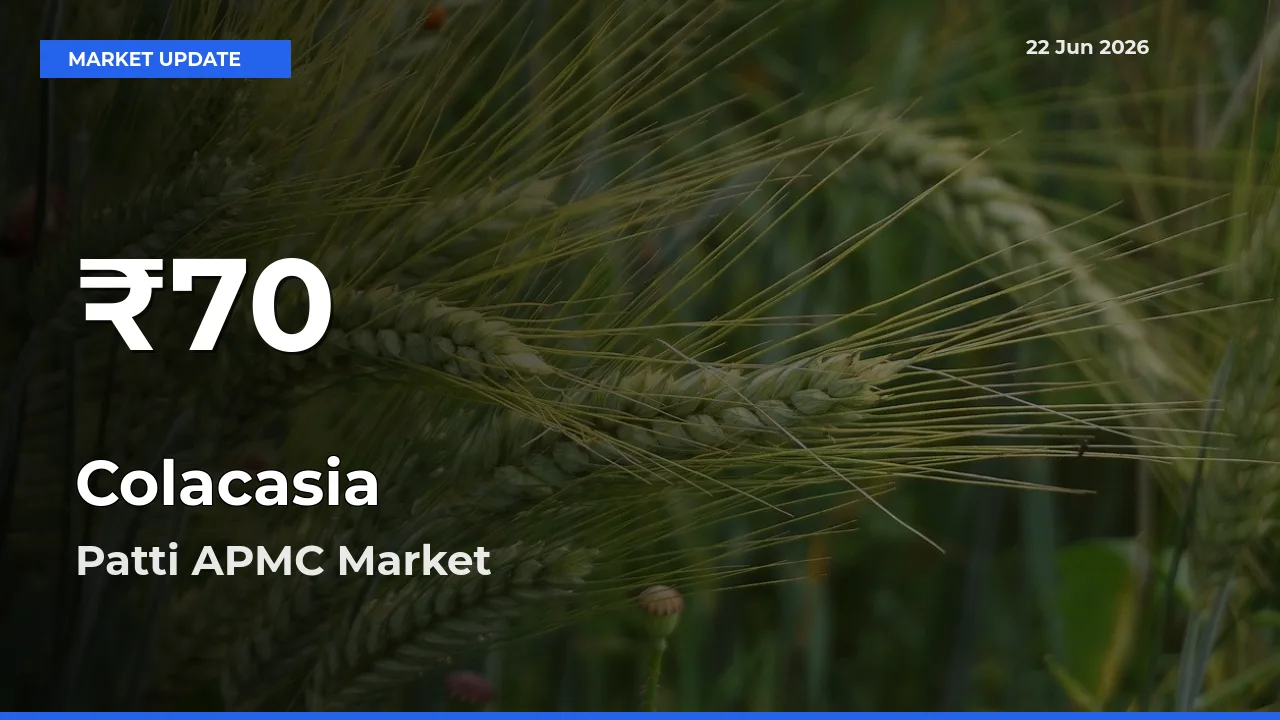 Colacasia Mandi Rate Today: 30-Day Low Recorded in Patti APMC