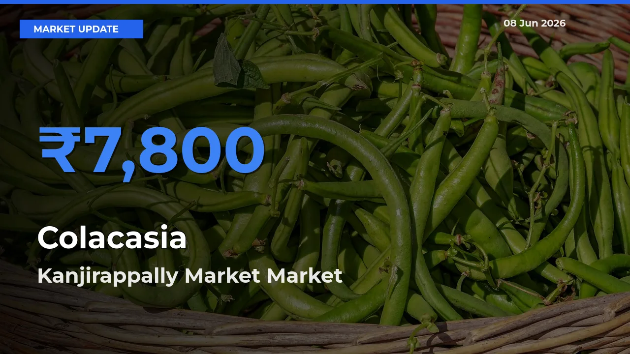 Top Performer! Kanjirappally Market Offers Best Colacasia Price Today