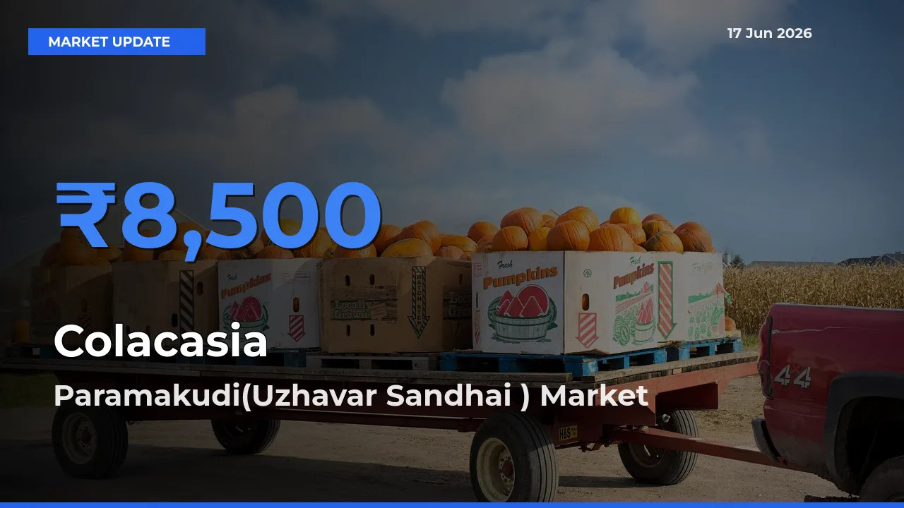Top Performer! Paramakudi(Uzhavar Sandhai ) Offers Best Colacasia Price Today