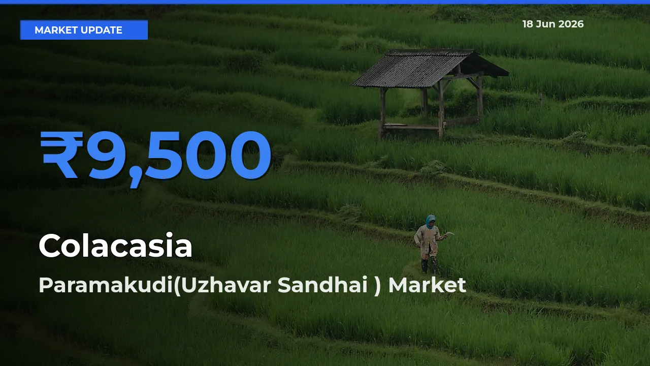 Farmers Prefer Paramakudi(Uzhavar Sandhai ) as Colacasia Hits Highest Rate