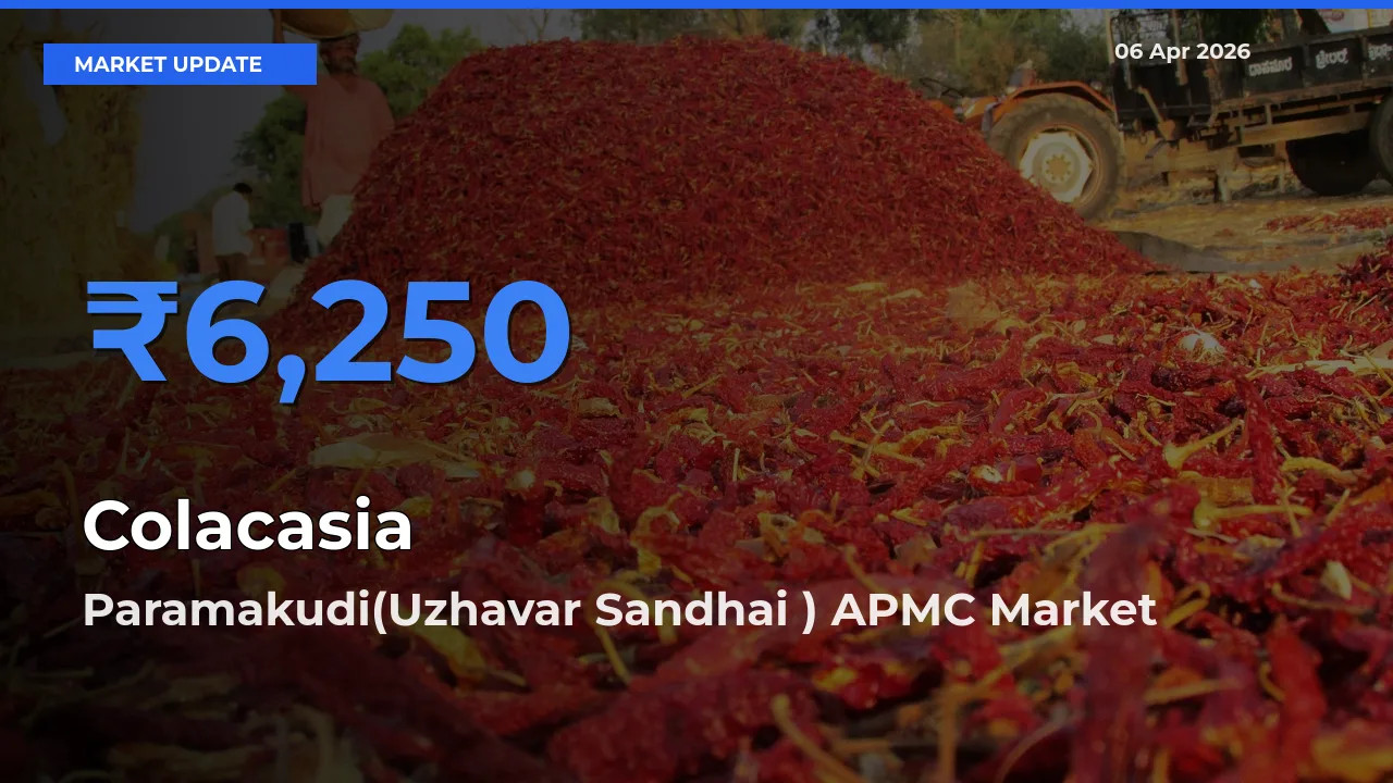 Market Watch: Paramakudi(Uzhavar Sandhai ) APMC Becomes Top Mandi for Colacasia