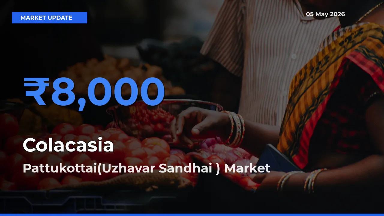 Top Performer! Pattukottai(Uzhavar Sandhai ) Offers Best Colacasia Price Today
