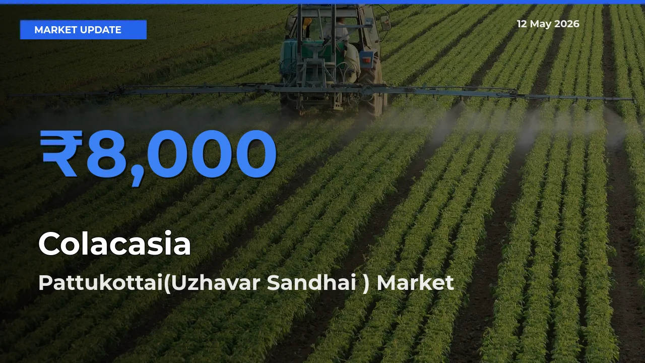 Pattukottai(Uzhavar Sandhai ) Offers ₹8,000 – Highest Colacasia Rate Today