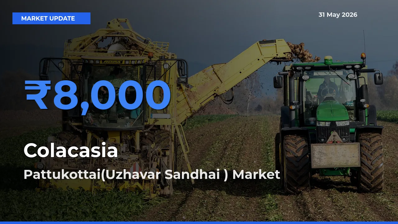 Pattukottai(Uzhavar Sandhai ) Emerges as Top Mandi for Colacasia Prices Today
