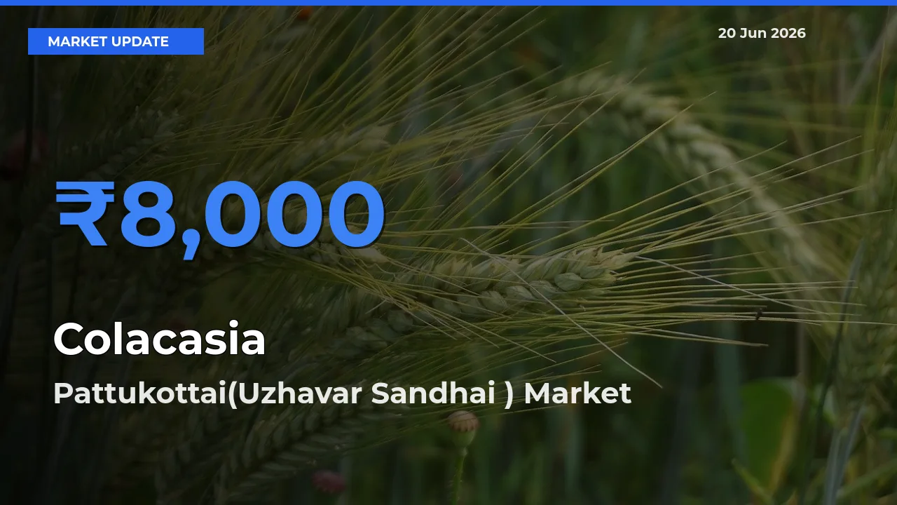 Pattukottai(Uzhavar Sandhai ) Leads as Top Mandi for Colacasia Prices