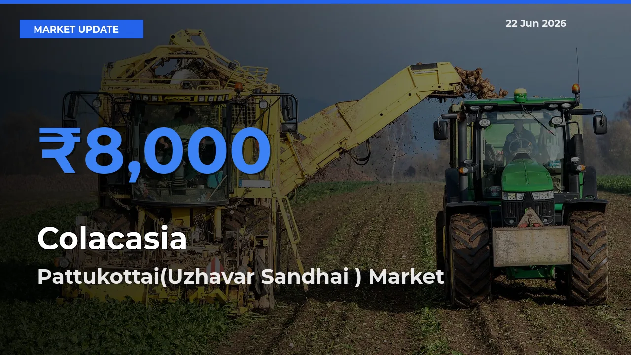 Farmers Prefer Pattukottai(Uzhavar Sandhai ) as Colacasia Hits Highest Rate