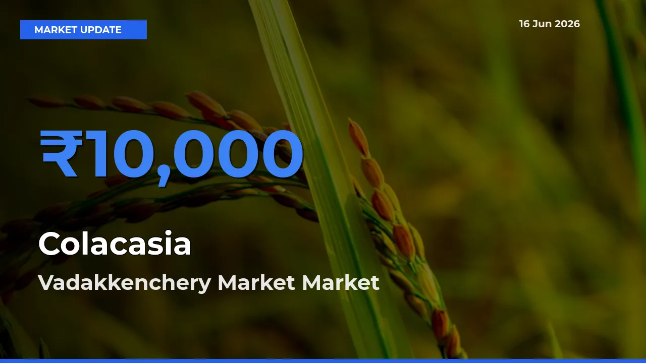 Vadakkenchery Market Emerges as Top Mandi for Colacasia Prices Today