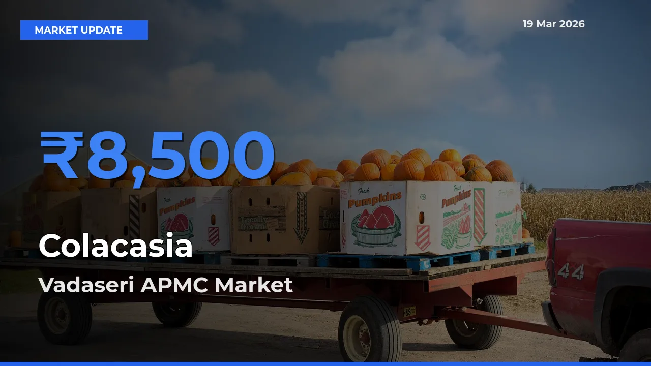 Vadaseri APMC Tops Colacasia Rates – March 19 Market Update