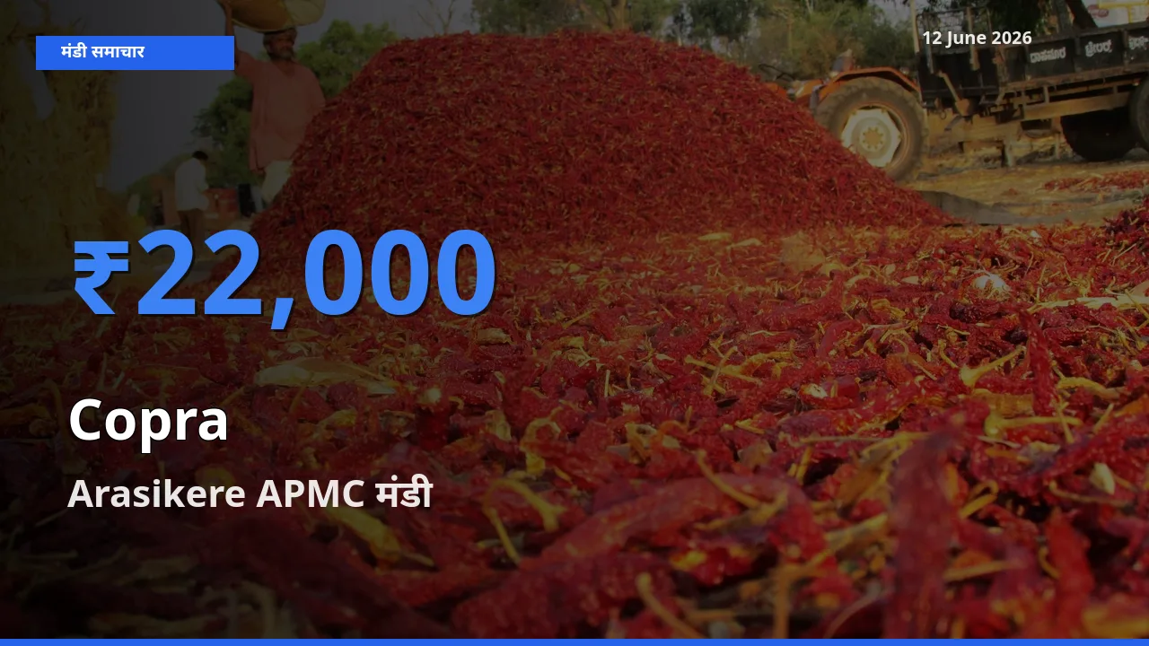 आज सूखा नारियल के सबसे ऊँचे दाम ₹22,000 Arasikere APMC मंडी में