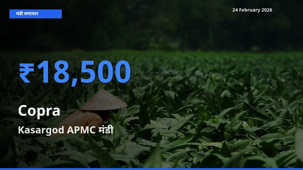 24 February अपडेट: Copra के सबसे ऊँचे दाम Kasargod APMC मंडी में