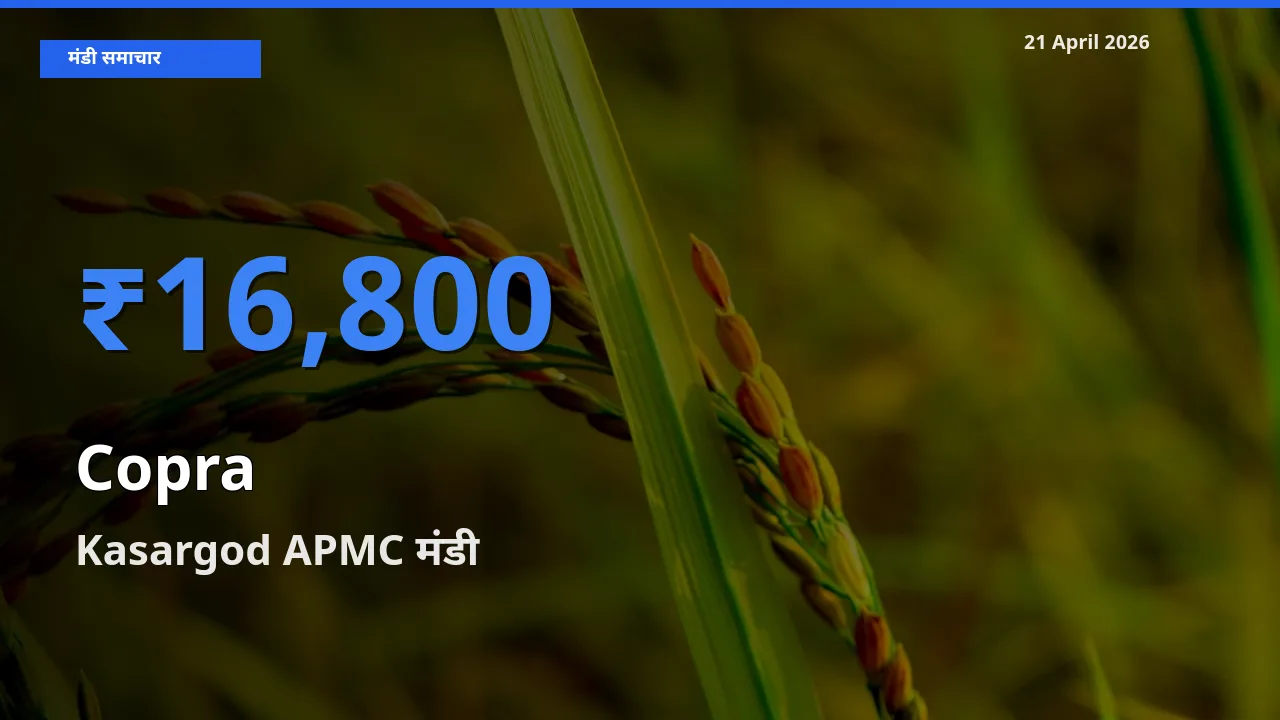 आज सूखा नारियल के सबसे ऊँचे दाम ₹16,800 Kasargod APMC मंडी में