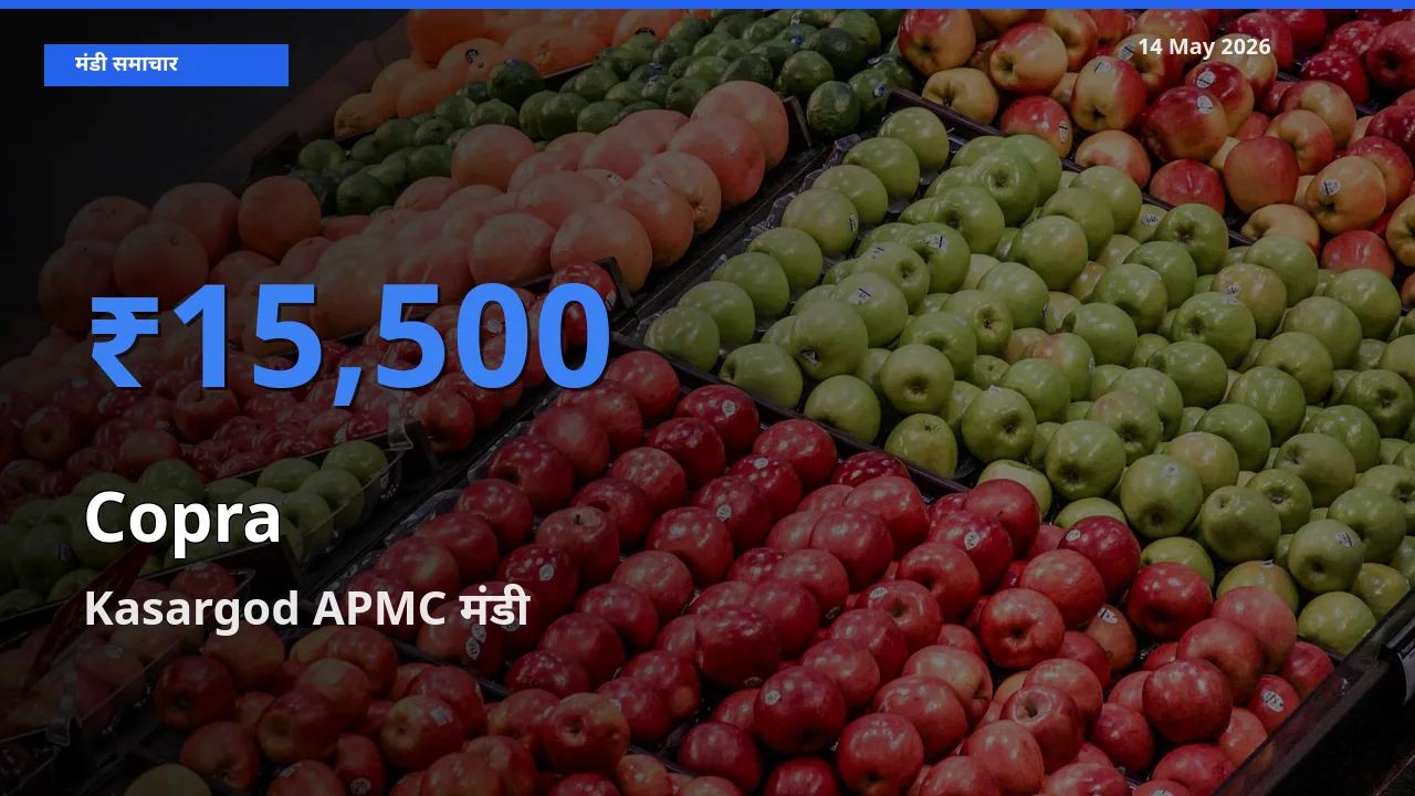 Kasargod APMC मंडी में सूखा नारियल ₹15,500 पर पहुँचा – आज का सर्वोच्च भाव