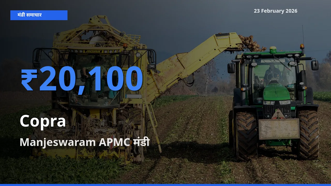 बाज़ार संकेत: Manjeswaram APMC बना Copra के लिए आज की टॉप मंडी