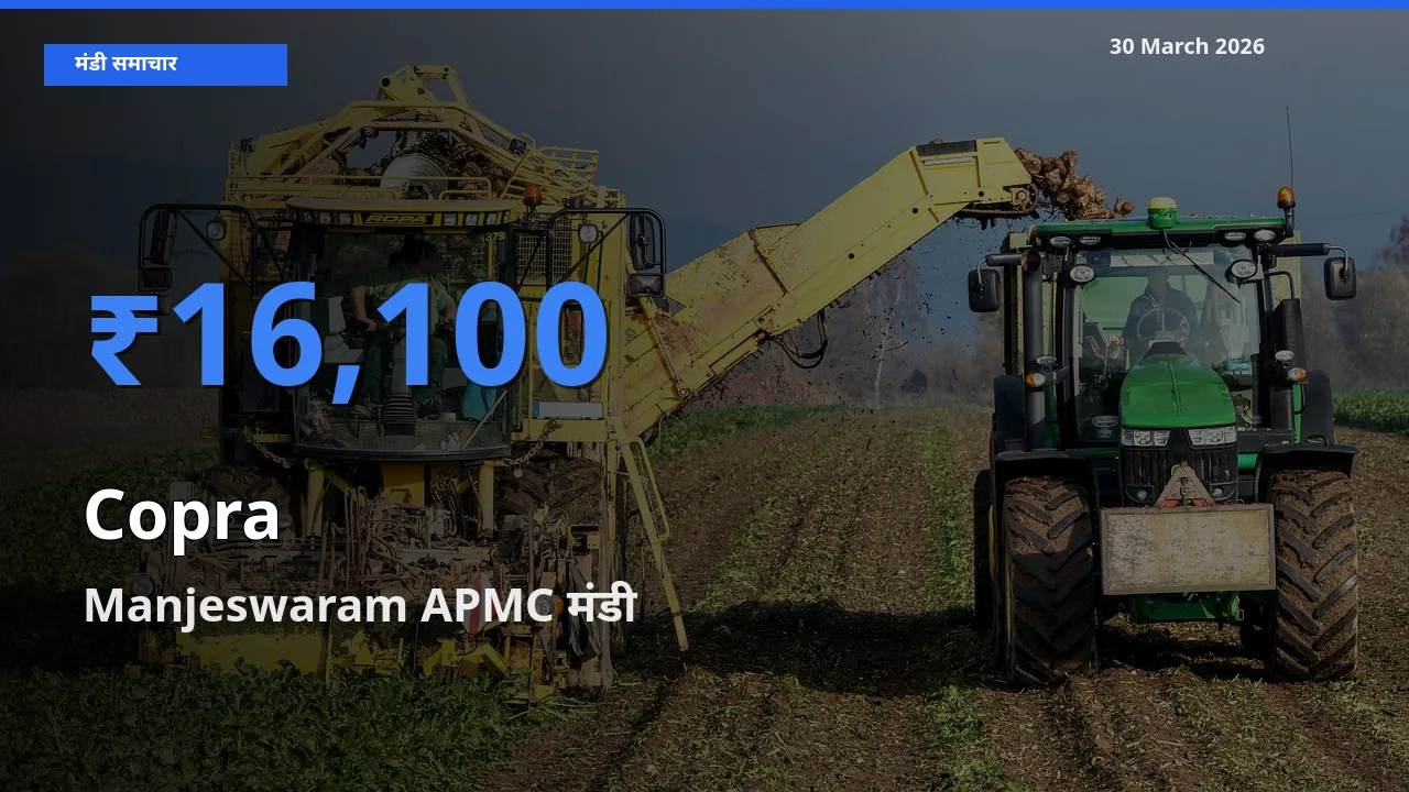 किसानों की पसंद बना Manjeswaram APMC, सूखा नारियल के सबसे अच्छे दाम