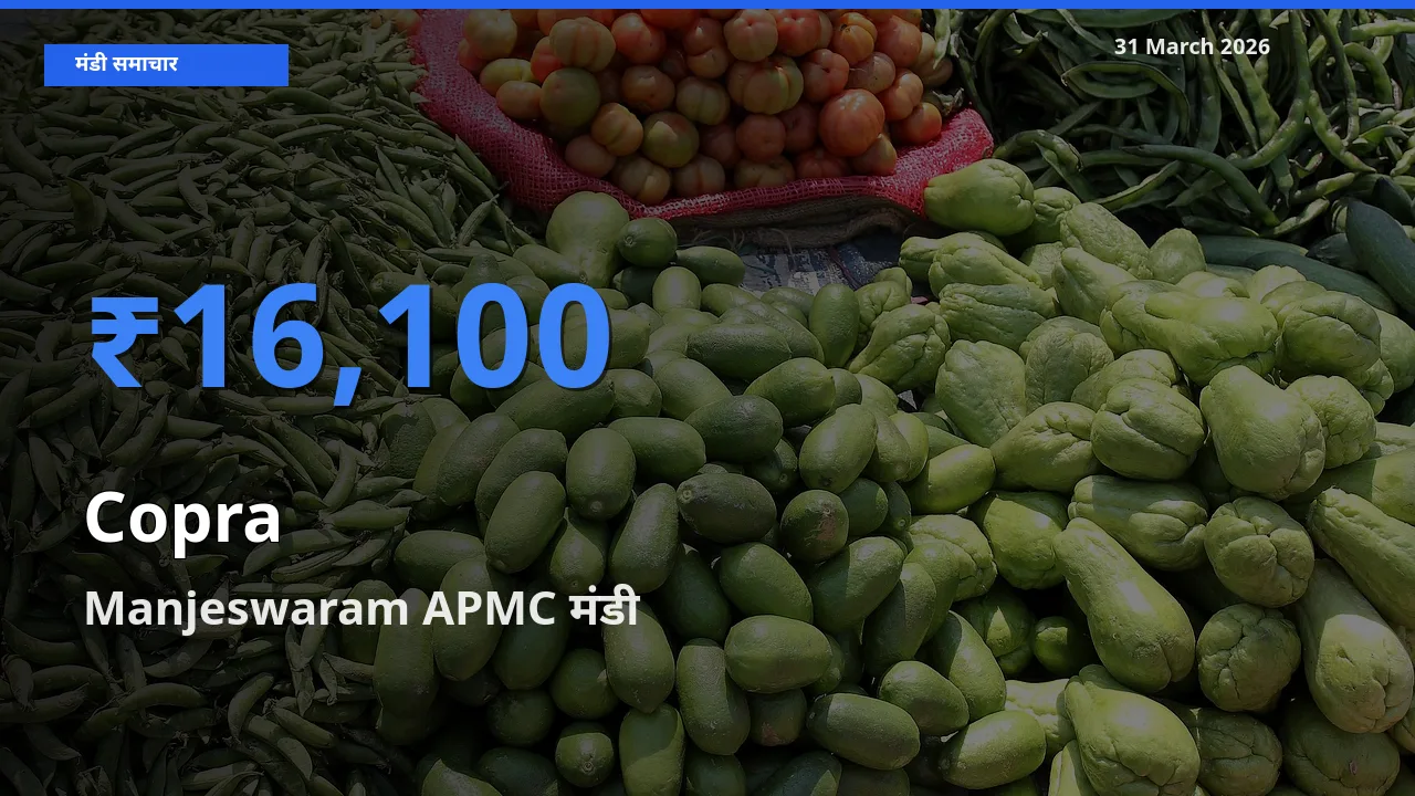 आज सूखा नारियल के सबसे ऊँचे दाम ₹16,100 Manjeswaram APMC मंडी में