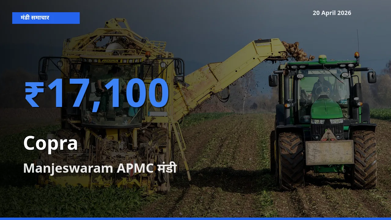 20 April अपडेट: सूखा नारियल के सबसे ऊँचे दाम Manjeswaram APMC मंडी में