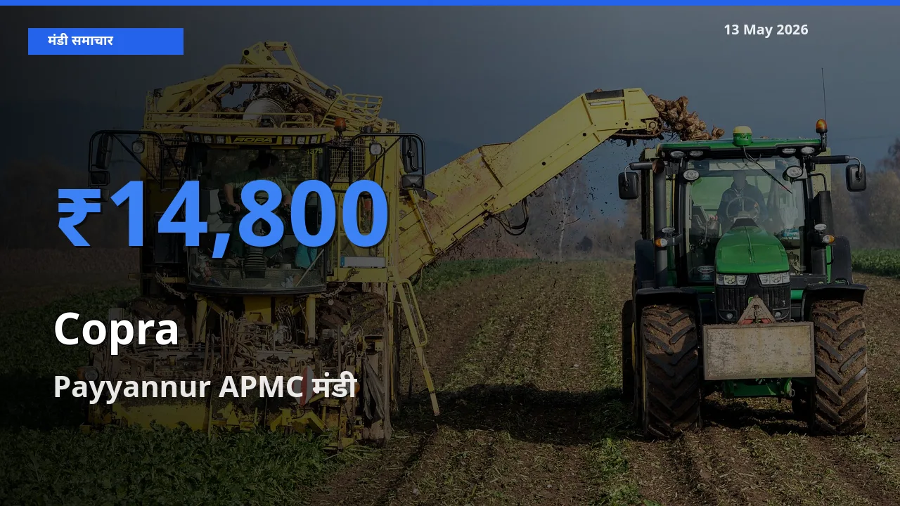 आज का मंडी भाव: सूखा नारियल के सबसे ज़्यादा दाम Payyannur APMC में