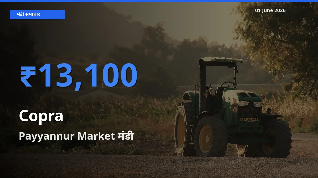 टॉप मंडी बना Payyannur Market! सूखा नारियल के सबसे ऊँचे दाम यहीं दर्ज