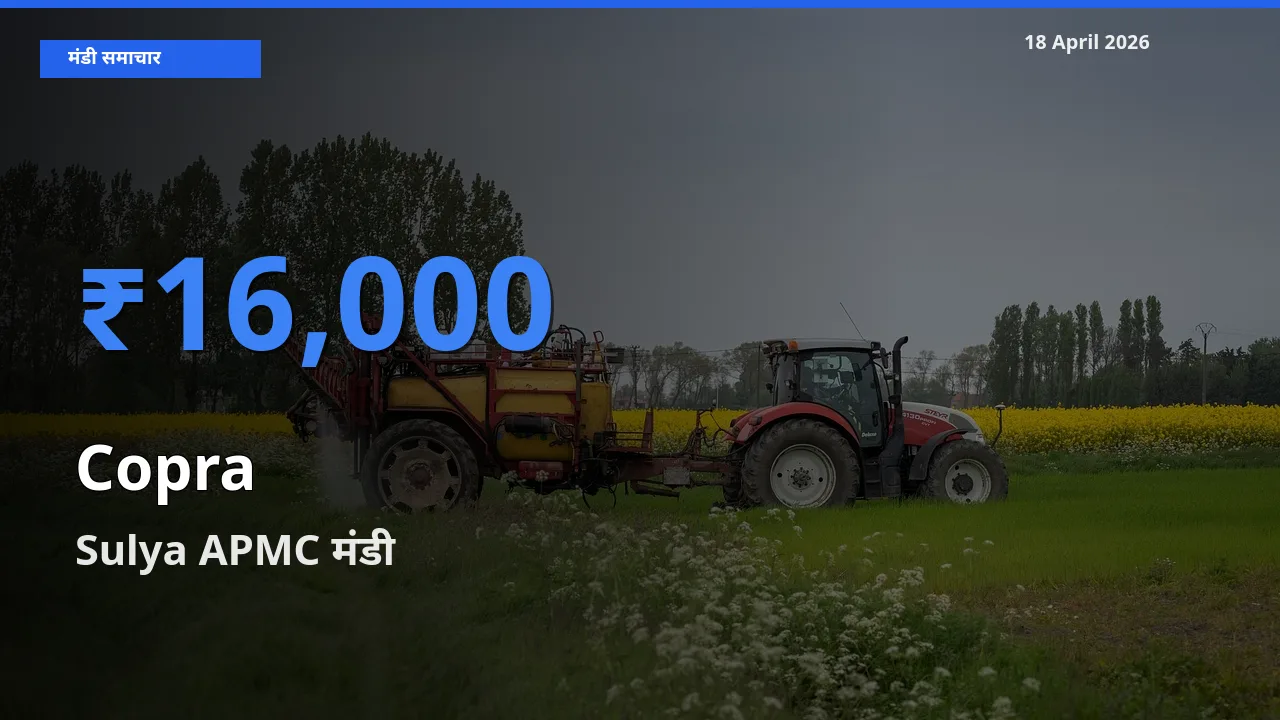 आज सूखा नारियल के सबसे ज़्यादा दाम Sulya APMC मंडी में दर्ज