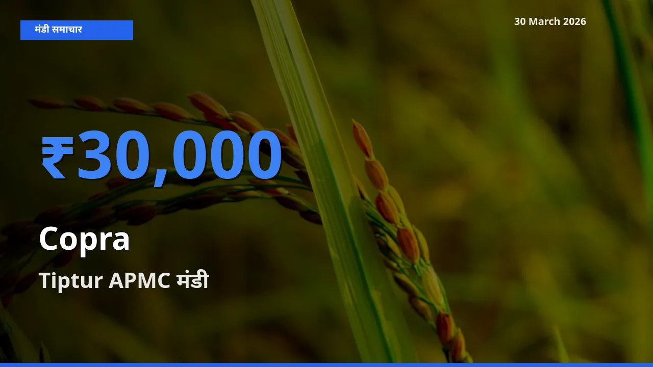 आज सूखा नारियल के सबसे ऊँचे दाम ₹30,000 Tiptur APMC मंडी में