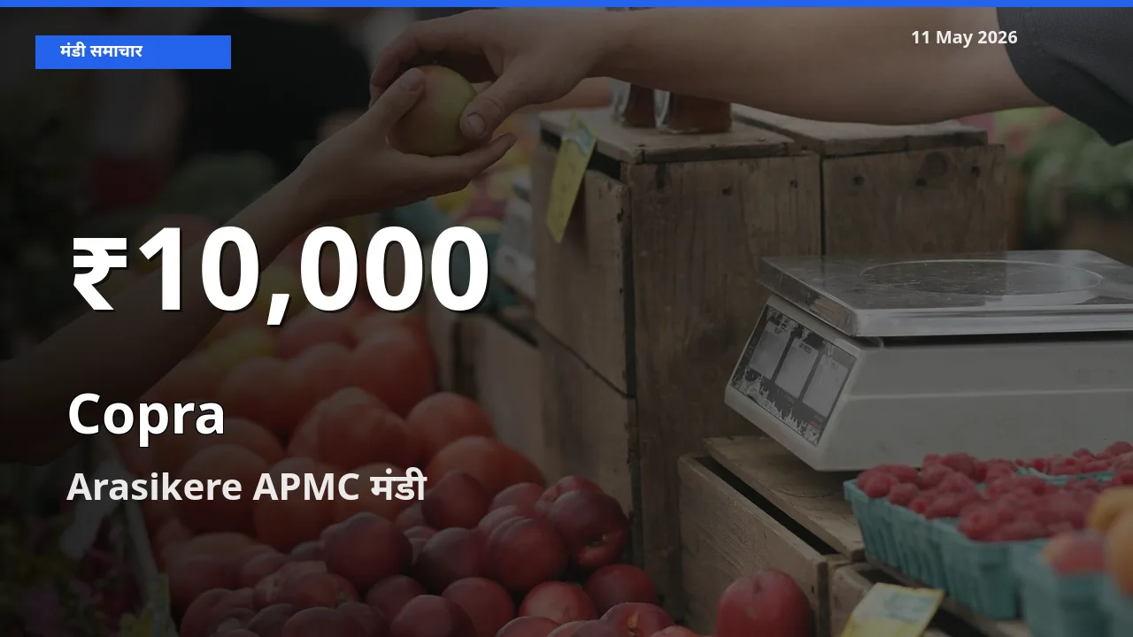 सूखा नारियल के दामों में गिरावट, Arasikere APMC में 30 दिन का न्यूनतम भाव