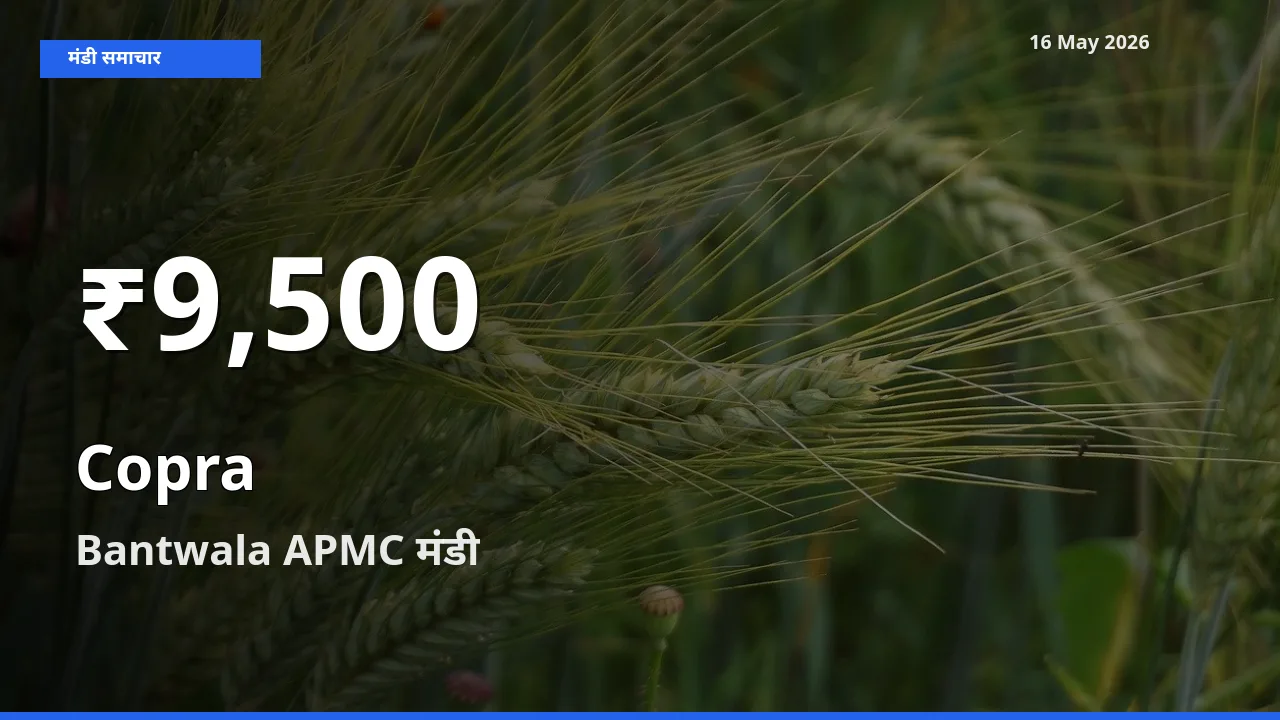 Bantwala APMC में सूखा नारियल के दाम 30 दिन के न्यूनतम स्तर पर, आज का मंडी भाव देखें