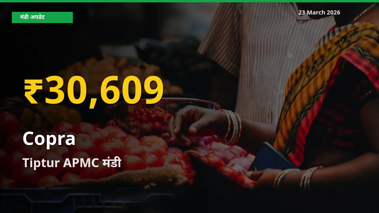 किसानों के लिए खुशखबरी! Tiptur APMC में सूखा नारियल के दाम रिकॉर्ड स्तर पर