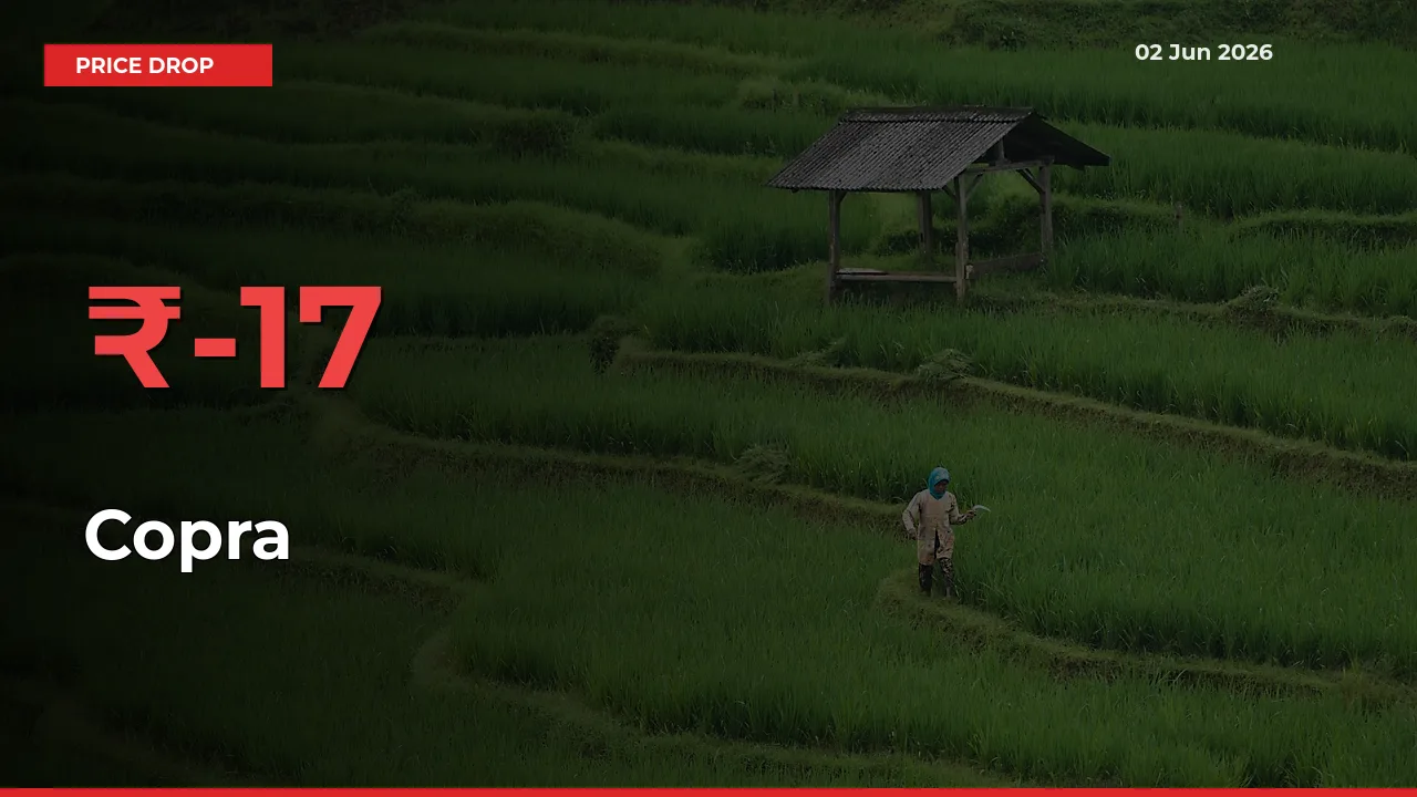 17.01% Drop in Copra Prices – Mandi Sees Sudden Fall
